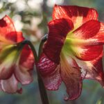 Workplace amaryllis plants? You’d love that!