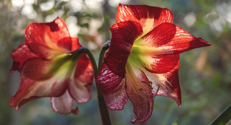 Workplace amaryllis plants? You’d love that!